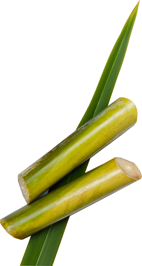 Sugarcane image